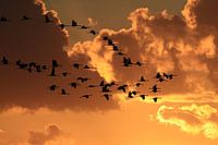 Coucher de soleil Grues Zingst Mer Baltique Allemagne