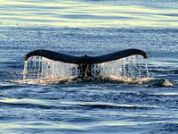 Majesty of the deep - whale fin at sunset
