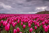 Mysterious purple Tulipfield in the Netherlands