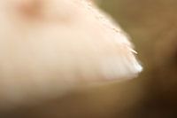 Paddenstoel  abstract nummer 3