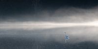Grande aigrette dans la brume