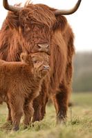 Schottischer Highlander mit Kalb