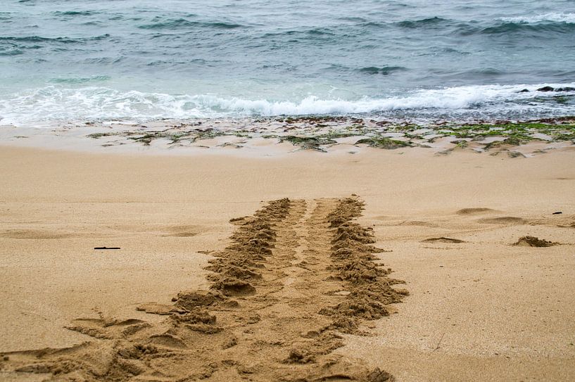 Spoor van een groene Hawaiiaanse zeeschildpad von Andrea Ooms