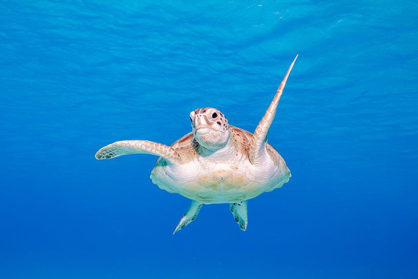 Gib mir fünf! von Roel Jungslager