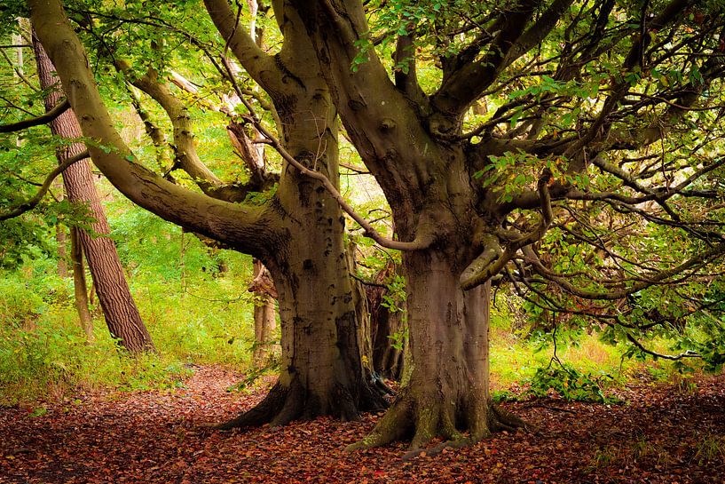 Bäume auf Rügen von Martin Wasilewski