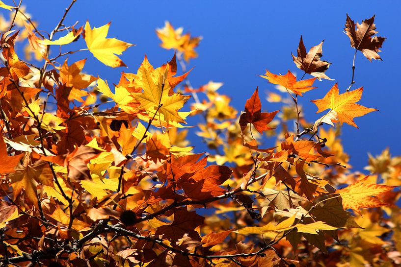 Bunte Blätter von Cornelis (Cees) Cornelissen