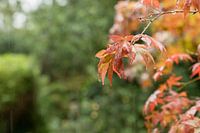 Herfst blad in de regen