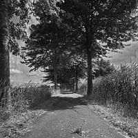 Allee in Schwarz-Weiß