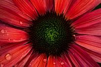 Das Herz von Echinacea