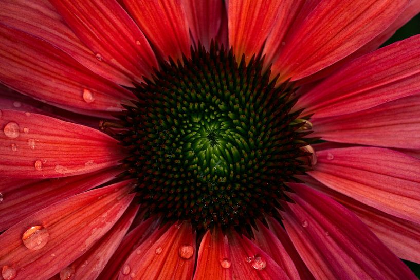 Das Herz von Echinacea von Samantha van Leeuwen