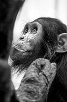 Wilder Schimpanse in Tansania