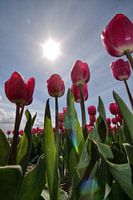 Tulpen met tegenlicht