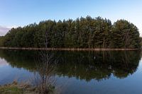 Wald auf den Kopf gestellt