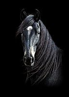 Cheval noir majestueux