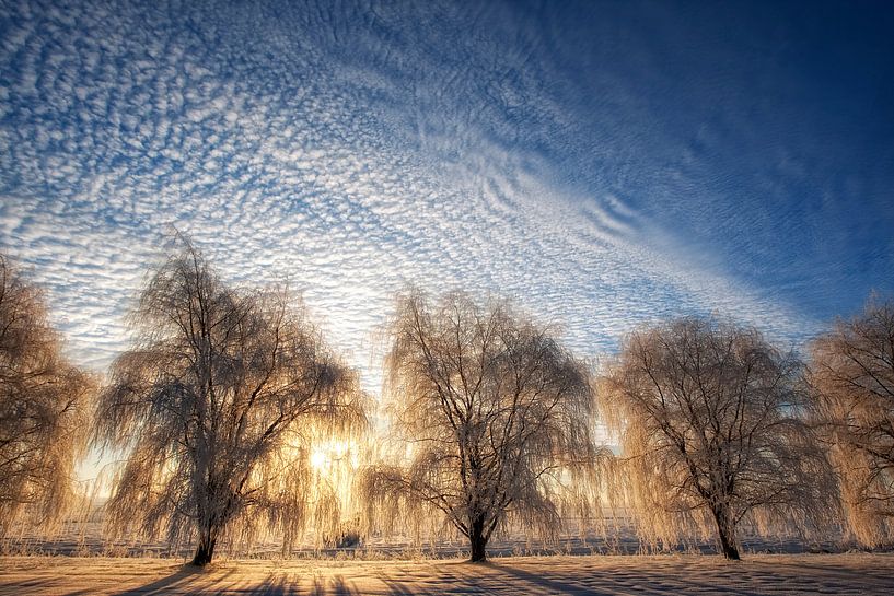 Matin Doré by Renald Bourque