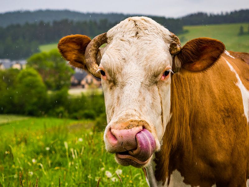 Poolse koe in de regen van Stijn Cleynhens