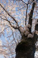 Les Japonais s'épanouissent dans l'Amsterdamse Bos.