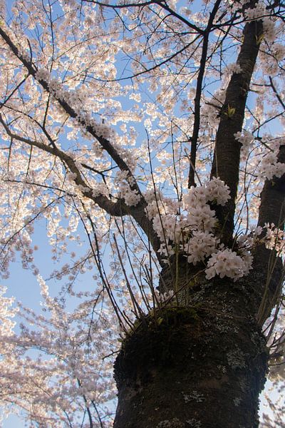 Japanese blossom in the Amsterdamse Bos. by Kyra Hoekema