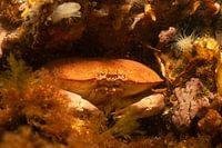 North Sea crab