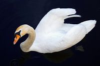 Schwan, der dich ansieht