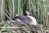 De Fuut op haar nest