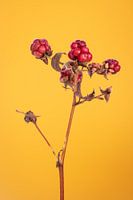Rote Beeren auf ockerfarbenem Hintergrund