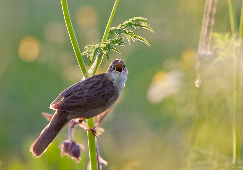 Singing Grasshopper Warbler von Beschermingswerk voor aan uw muur