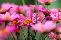 Spanische Gänseblümchen