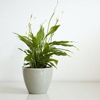spathiphyllum 1