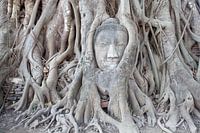 Kreis des Lebens - Buddha-Baum Thailand