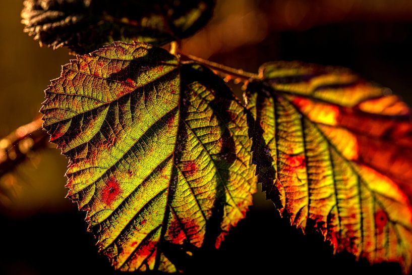 Winterblatt eines Brombeerstrauchs von Marcel van Kan