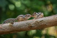 Zwei junge sibirische Erdhörnchen