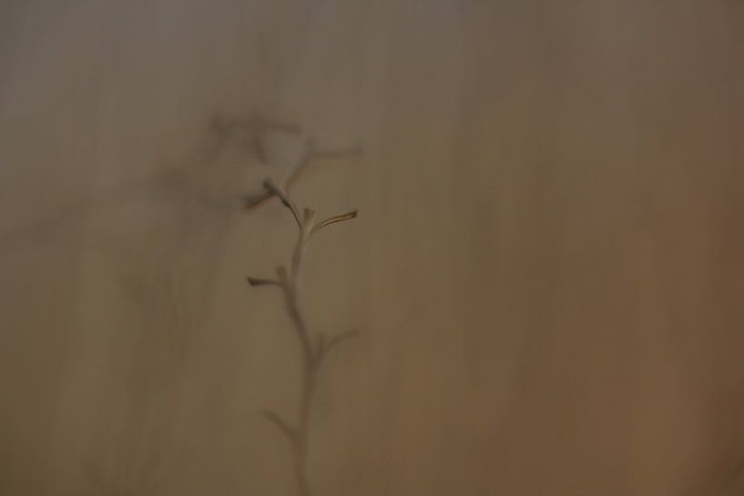 Gemeinsam an die Spitze von Wendy Schellekens