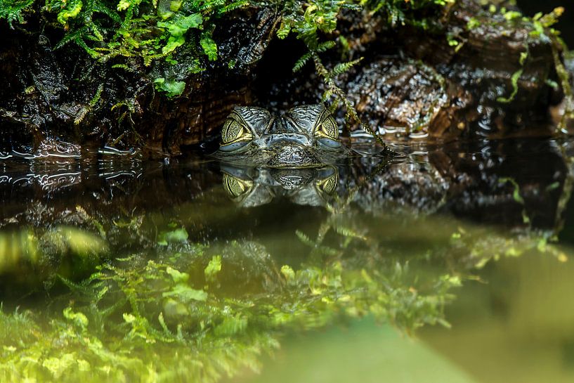 Junger Brilkaiman von Rob Smit