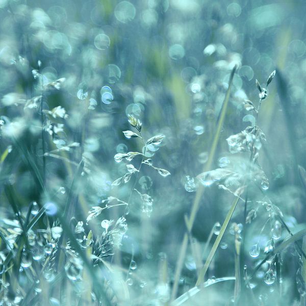 Doux Reveil par Aimelle ML