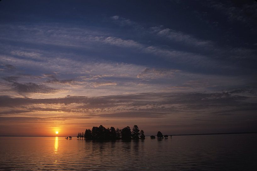 Baldcypress Trees van Rebel Ontwerp