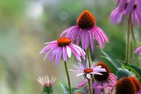 Pink farbene Sonnenhut (Echinacea purpurea) Blüte vor grünem Hintergrundmonths.