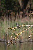 Bergeronnette des ruisseaux