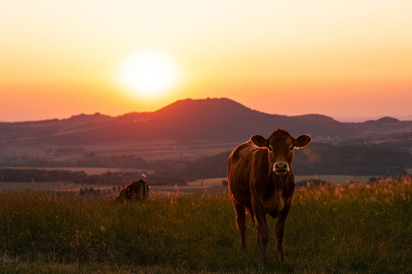 Cow at sunrise by Catrin Grabowski