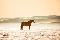 Pferd über den Wolken bei Sonnenuntergang | Deutschland
