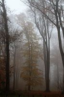 Bäume, Herbst, Natur, Nebel