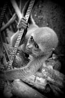 Nekane black and white