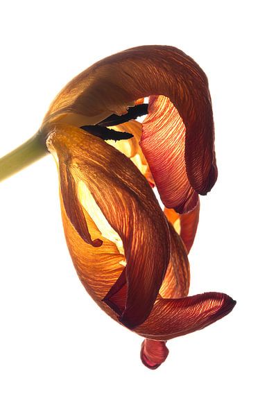 Tulipe par Hanny Andela - Andelafotografie