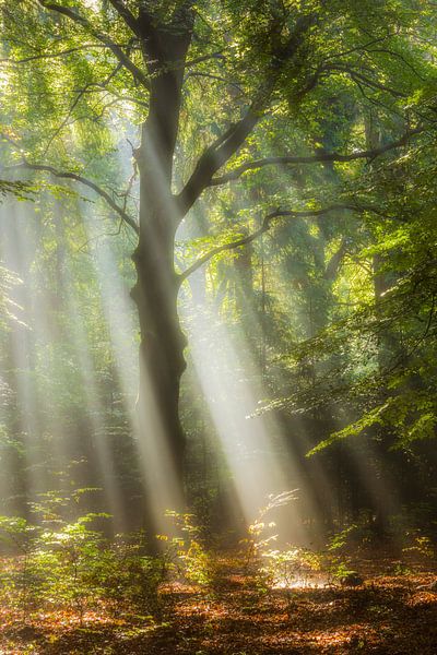 Walderleuchtung von Daniela Beyer