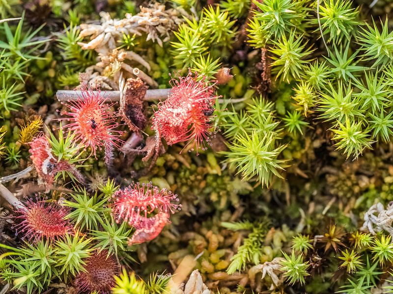 sundew by Andre Bolhoeve