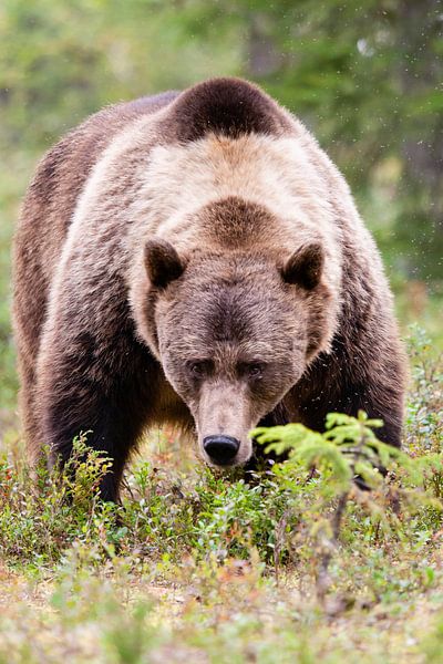 Brown bear, Ursus arctos by Caroline Piek