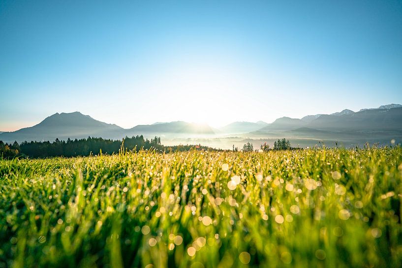 Morning dew with view of the Grünten and the Allgäu Alps by Leo Schindzielorz