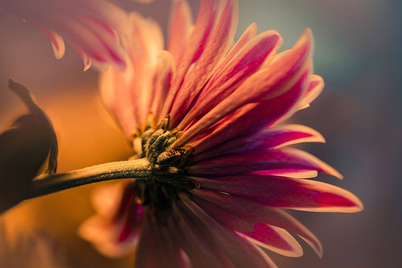 Flower by Paquita Six