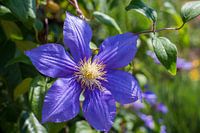 Clematis florida in bloementuin