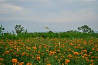 Ein Feld mit Ringelblumen